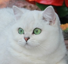 Int.Ch. Emerald Shine Jasmina BRI ns 11